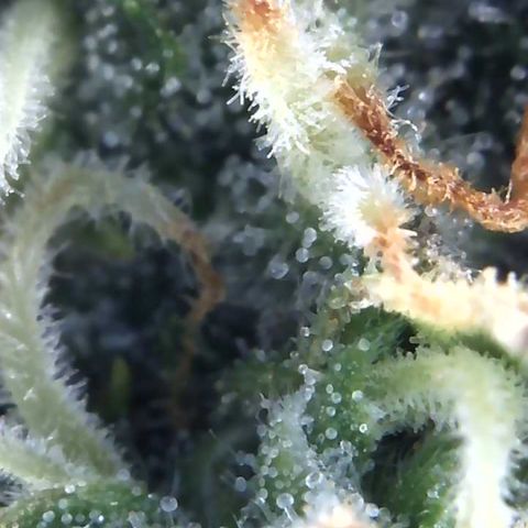 Eliza growlog timeline photo