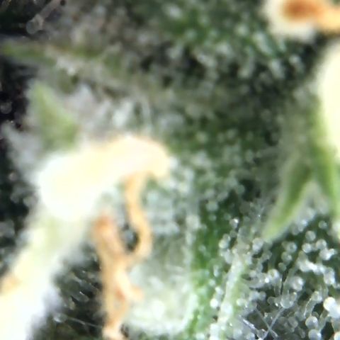 Eliza growlog timeline photo