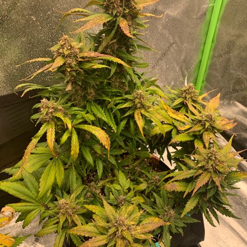 Buttercup growlog timeline photo