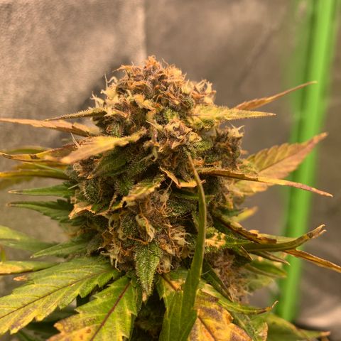 Buttercup growlog timeline photo