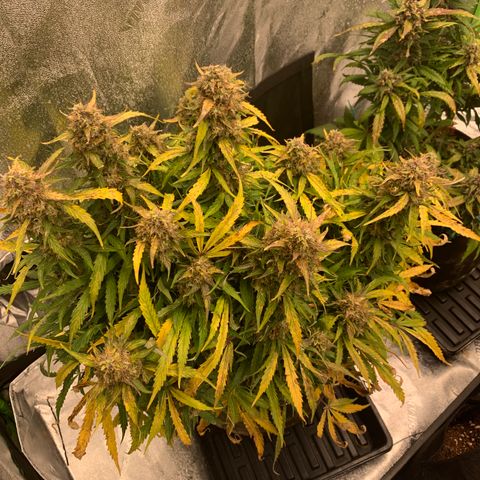 Eliza growlog timeline photo