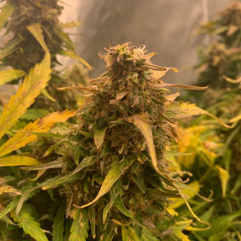 Eliza growlog timeline photo