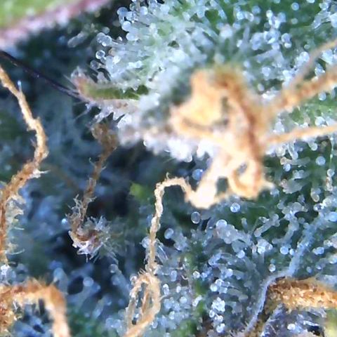 Eliza growlog timeline photo