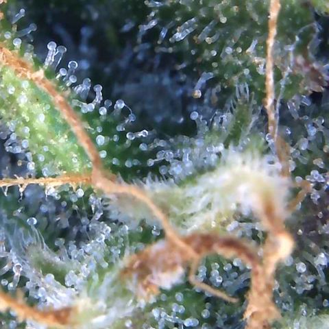 Eliza growlog timeline photo