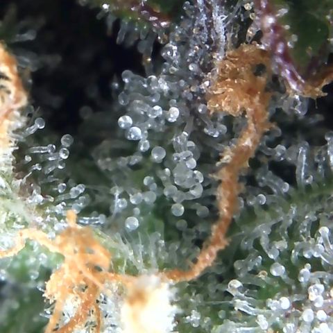 Eliza growlog timeline photo