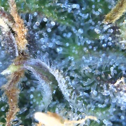 Eliza growlog timeline photo