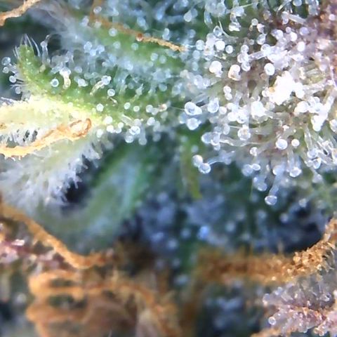 Eliza growlog timeline photo
