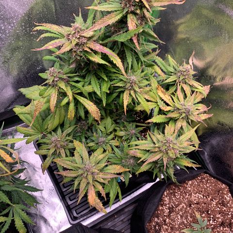 Buttercup growlog timeline photo