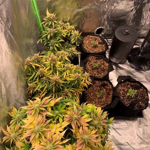 Eliza growlog timeline photo
