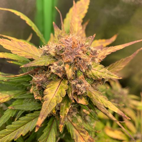 Buttercup growlog timeline photo