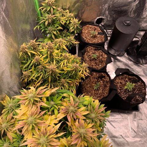 Eliza growlog timeline photo