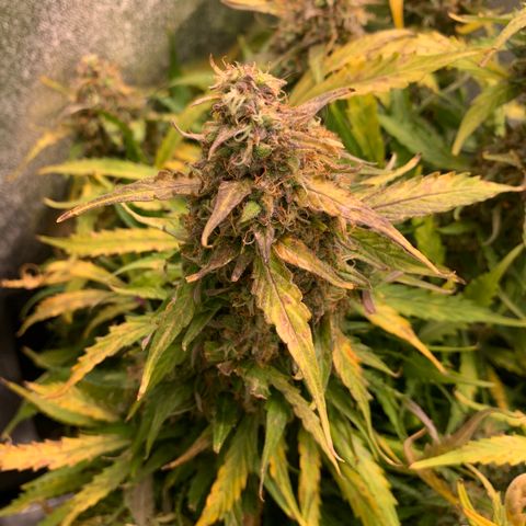 Eliza growlog timeline photo