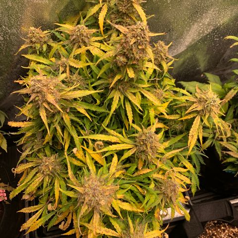 Eliza growlog timeline photo