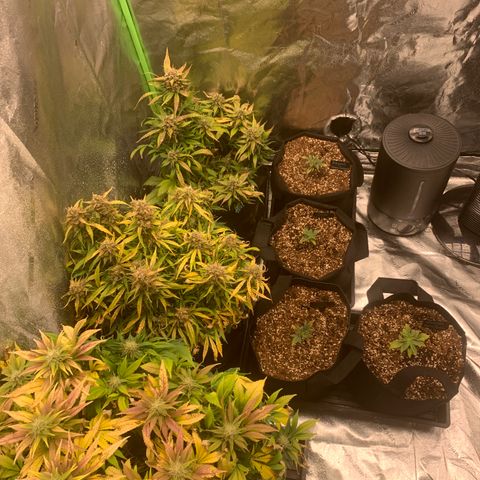 Eliza growlog timeline photo