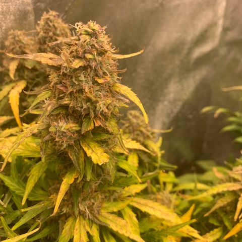 Eliza growlog timeline photo