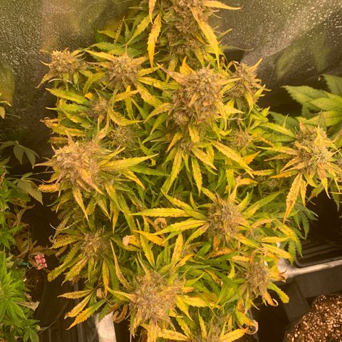 Eliza growlog timeline photo