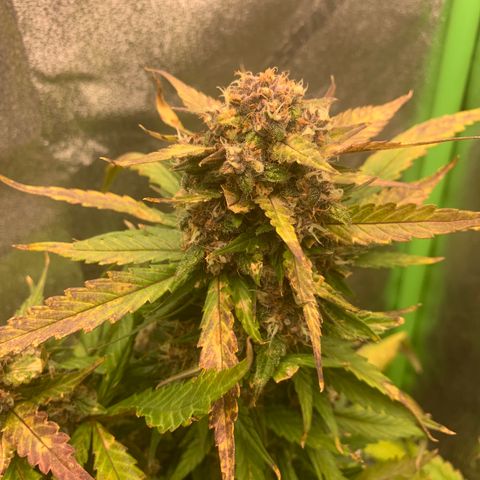 Buttercup growlog timeline photo