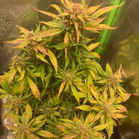 Buttercup growlog timeline photo