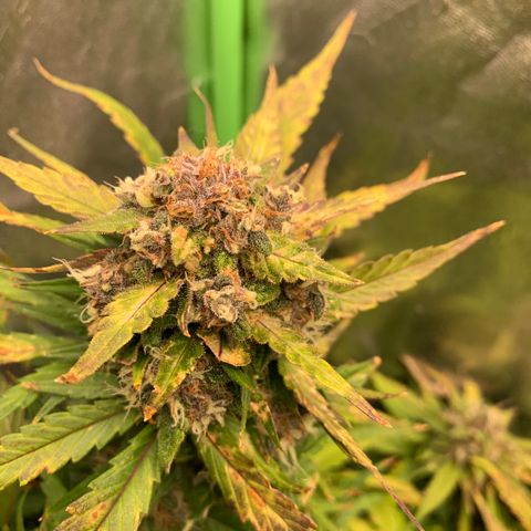 Buttercup growlog timeline photo