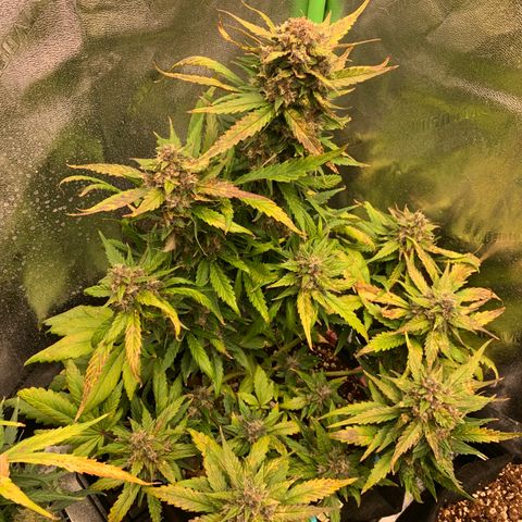 Buttercup growlog timeline photo