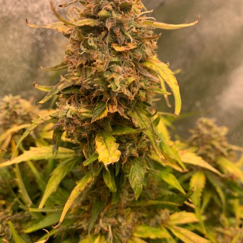 Eliza growlog timeline photo