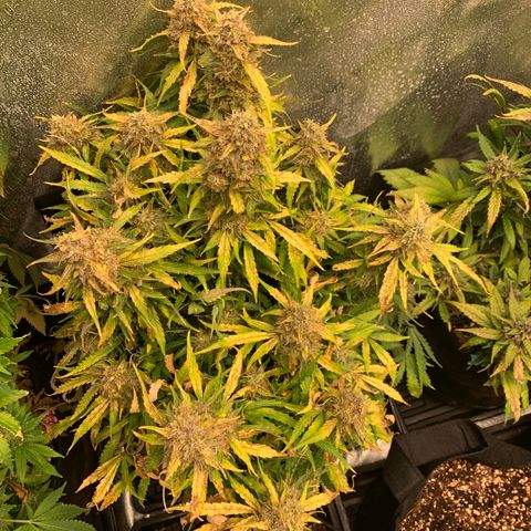 Eliza growlog timeline photo