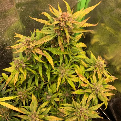 Buttercup growlog timeline photo