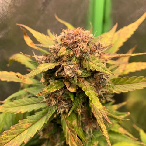 Buttercup growlog timeline photo