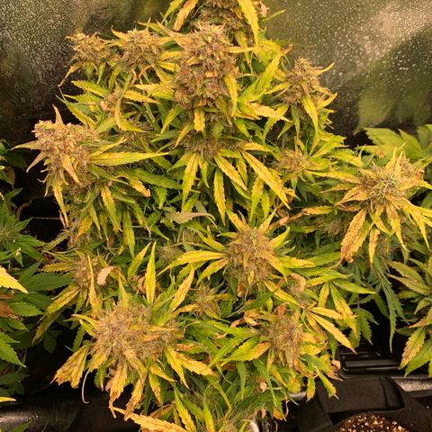 Eliza growlog timeline photo