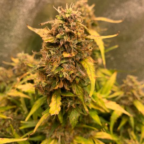 Eliza growlog timeline photo