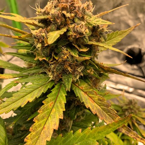 Buttercup growlog timeline photo