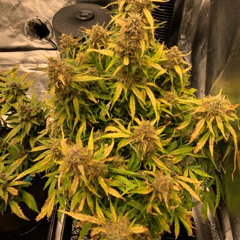 Eliza growlog timeline photo