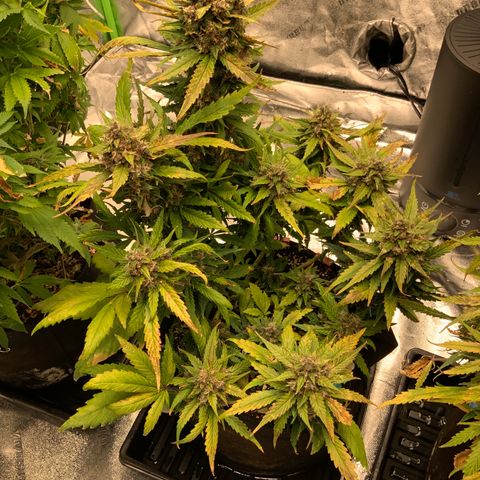 Buttercup growlog timeline photo