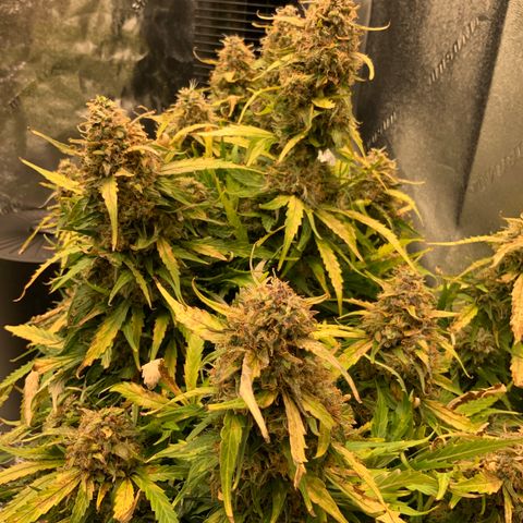 Eliza growlog timeline photo