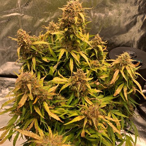 Eliza growlog timeline photo