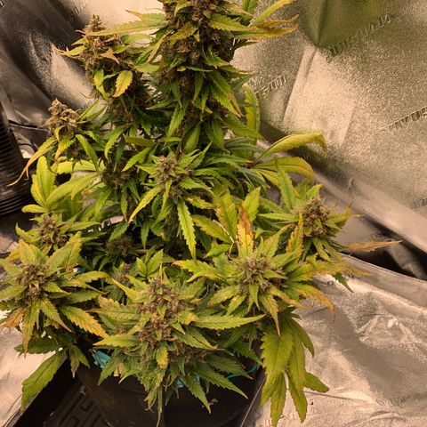 Buttercup growlog timeline photo