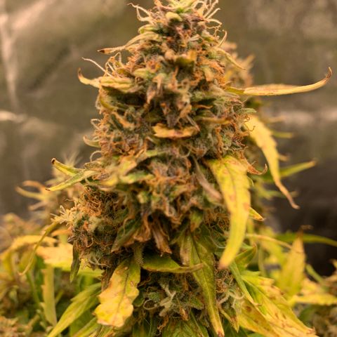 Eliza growlog timeline photo