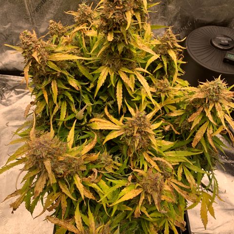 Eliza growlog timeline photo