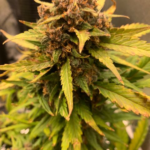 Buttercup growlog timeline photo