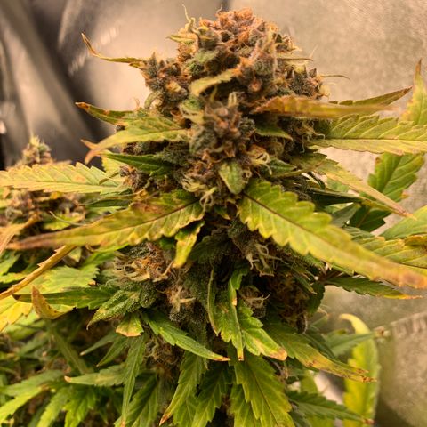 Buttercup growlog timeline photo