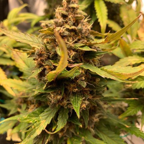 Buttercup growlog timeline photo