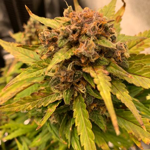 Buttercup growlog timeline photo