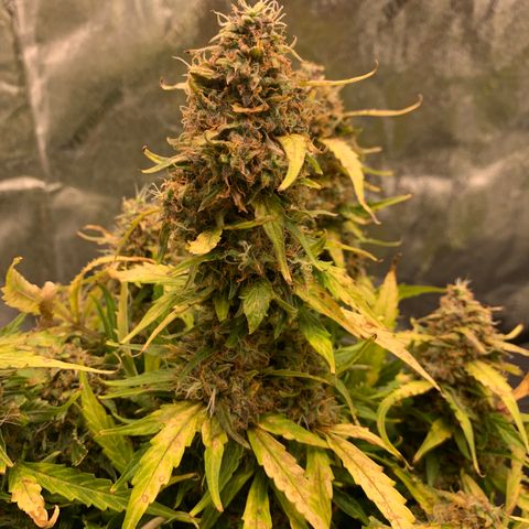 Eliza growlog timeline photo
