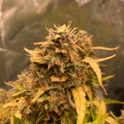Eliza growlog timeline photo
