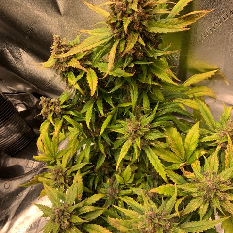 Buttercup growlog timeline photo
