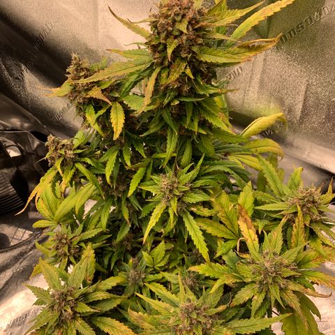Buttercup growlog timeline photo
