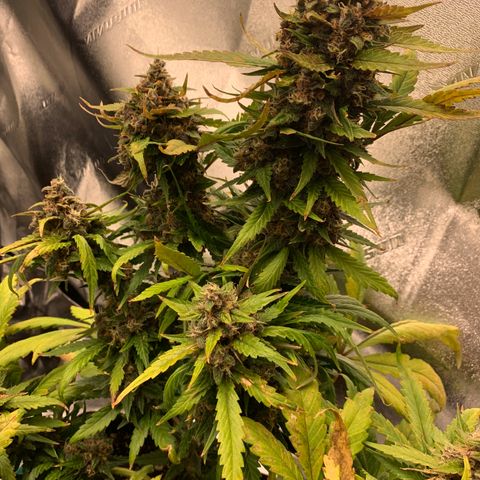 Buttercup growlog timeline photo