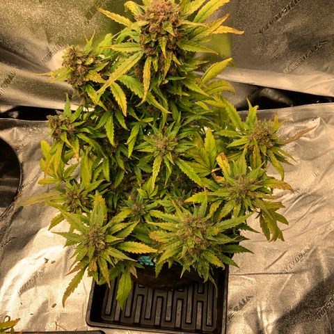 Buttercup growlog timeline photo