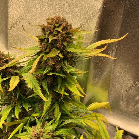 Buttercup growlog timeline photo