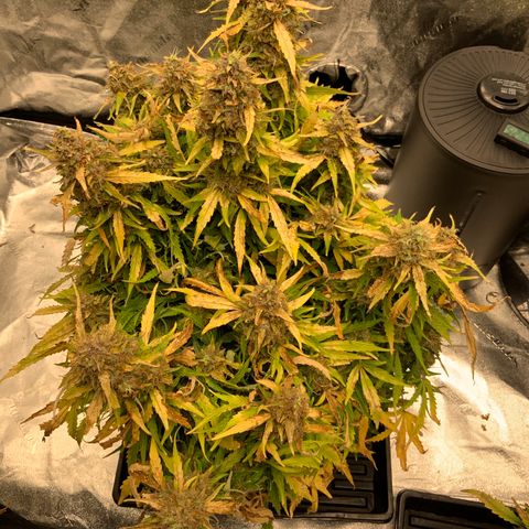 Eliza growlog timeline photo
